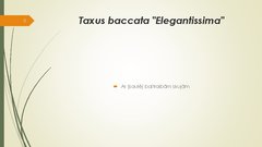 Prezentācija 'Retāk izmantotie augi dārzu dzīvžogos', 9.