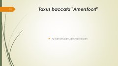 Prezentācija 'Retāk izmantotie augi dārzu dzīvžogos', 10.