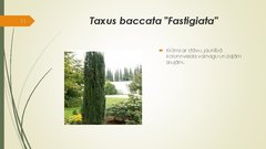 Prezentācija 'Retāk izmantotie augi dārzu dzīvžogos', 11.