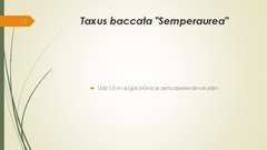 Prezentācija 'Retāk izmantotie augi dārzu dzīvžogos', 12.