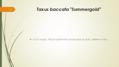 Prezentācija 'Retāk izmantotie augi dārzu dzīvžogos', 13.