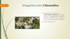 Prezentācija 'Retāk izmantotie augi dārzu dzīvžogos', 17.