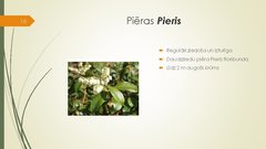 Prezentācija 'Retāk izmantotie augi dārzu dzīvžogos', 18.