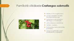 Prezentācija 'Retāk izmantotie augi dārzu dzīvžogos', 19.