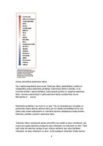 Referāts 'Ķermeņu elektrizācija', 5.