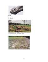 Referāts 'Biomasa', 21.