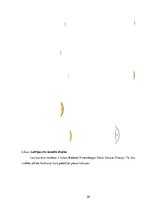 Referāts 'Nauda', 20.