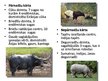Prezentācija 'Indomalajas bioģeogrāfiskais apgabals', 12.