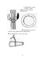 Referāts 'Senākās vērtību mēra formas pasaulē', 22.