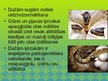 Prezentācija 'Dzīvnieku vairošanās sistēma', 14.