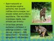 Prezentācija 'Dzīvnieku vairošanās sistēma', 17.