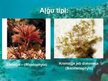 Prezentācija 'Aļģes', 6.