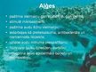 Prezentācija 'Aļģes', 18.