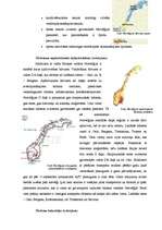 Referāts 'Norvēģijas tūrisma izvietojuma raksturojums', 2.