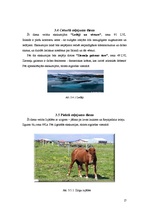 Referāts 'Islande', 17.