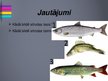 Prezentācija 'Zivju audzētavas Latvijā', 8.