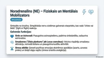 Prezentācija 'Smadzeņu ķīmiskā arhitektūra', 6.