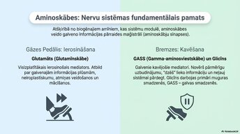 Prezentācija 'Smadzeņu ķīmiskā arhitektūra', 9.