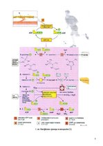 Referāts 'Fitnesa fizioloģija', 7.