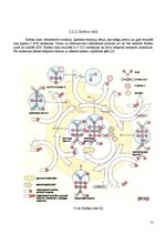 Referāts 'Fitnesa fizioloģija', 12.