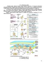Referāts 'Fitnesa fizioloģija', 13.
