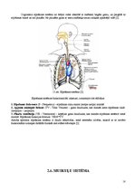 Referāts 'Fitnesa fizioloģija', 17.