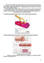 Referāts 'Fitnesa fizioloģija', 18.