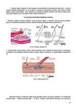 Referāts 'Fitnesa fizioloģija', 19.