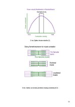 Referāts 'Fitnesa fizioloģija', 22.
