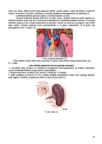 Referāts 'Fitnesa fizioloģija', 28.