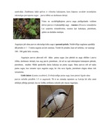 Eseja 'Pārskats par sūnu purva sūnām', 2.