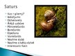Prezentācija 'Gliemji, gliemeži', 2.