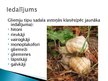 Prezentācija 'Gliemji, gliemeži', 3.