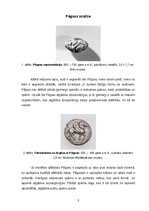 Referāts 'Pegazs', 3.