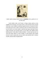 Referāts 'Pegazs', 8.