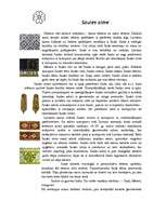 Referāts 'Ornamenti un raksti latviešu kultūrā', 24.