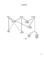 Referāts 'Basketbols - fizisko īpašību attīstošs sporta veids', 34.