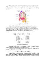 Referāts 'Sakarības starp stājas traucējumiem un elpošanas sistēmas  darbību', 5.