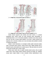 Referāts 'Datora ietekme uz cilvēka veselību, kas saistīta ar mugurkaula centrālās asinsri', 23.