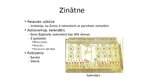 Prezentācija 'Senās Ēģiptes kultūra', 13.