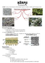 Konspekts 'Ķērpji', 1.