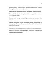 Prakses atskaite 'SIA "Italpica"', 17.