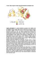 Referāts 'Erozijas veidi', 5.