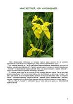 Referāts 'Цветы красной книги', 6.