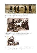 Referāts 'Dzīvnieki un karš', 29.