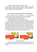 Konspekts 'Pieauguša cilvēka ABC algoritms, bez agrīnas defibrilācijas', 7.