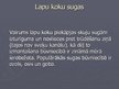 Prezentācija 'Koksnes sastāvdaļas, uzbūve un nozīme', 11.
