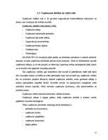 Prakses atskaite 'Sabiedrība ar ierobežoto atbildību “EUROWOOD”', 12.