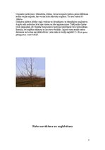 Prezentācija 'Saldie ķirši', 7.