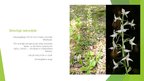 Prezentācija 'Augi dažādās ekosistēmās', 12.